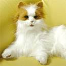 夢ねこヴィーナス